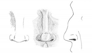 Detail of Noses