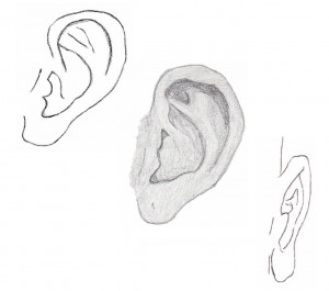 Detail of Ears